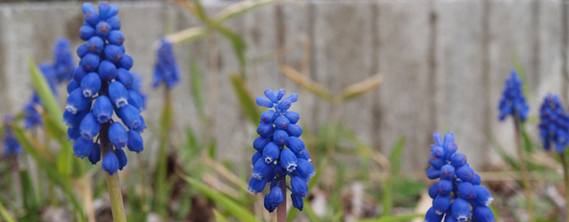 Pensionやまぼうしに咲く花